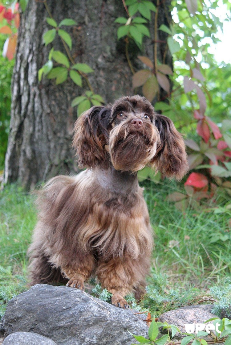 Невская Орхидея собака