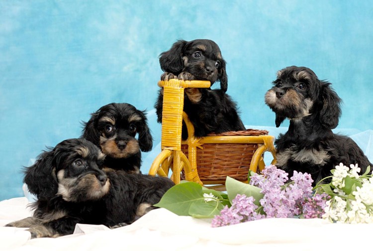 Сосновоборский сувенир питомник Петербургская Орхидея