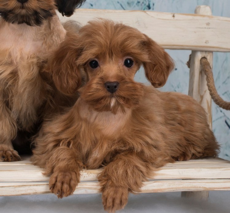 Петербургская Орхидея короткошерстная