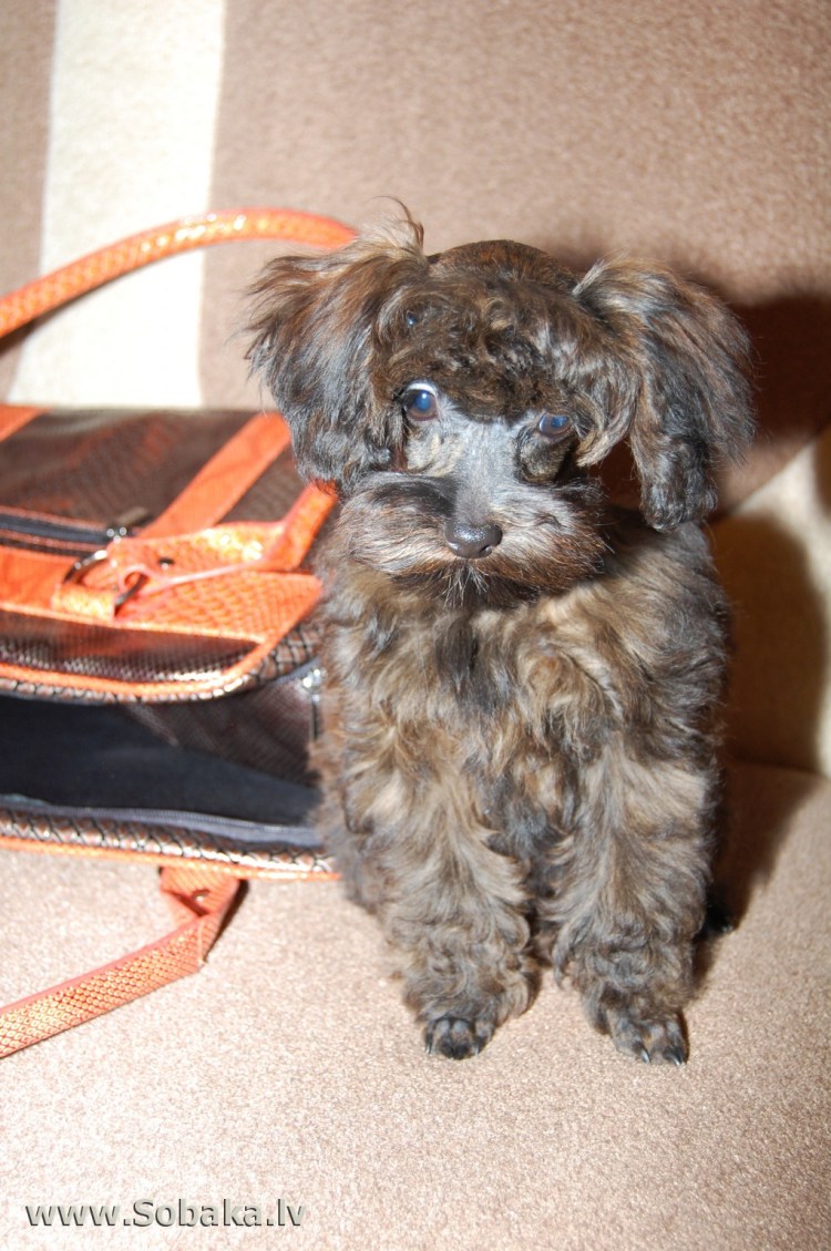 Смесь Болонки и Петербургской орхидеи