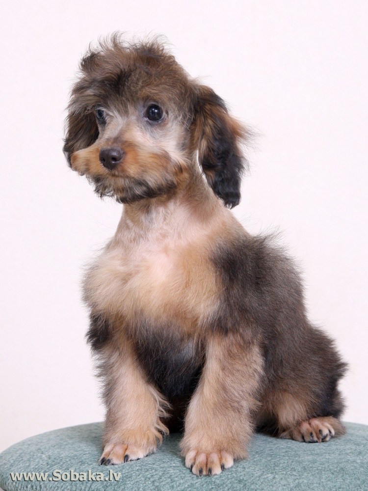 Питбуль похожие породы