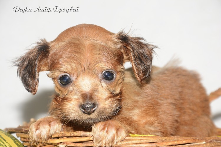 Санкт-Петербургская Орхидея собака