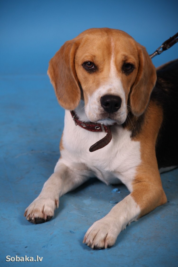 Бигль терьер