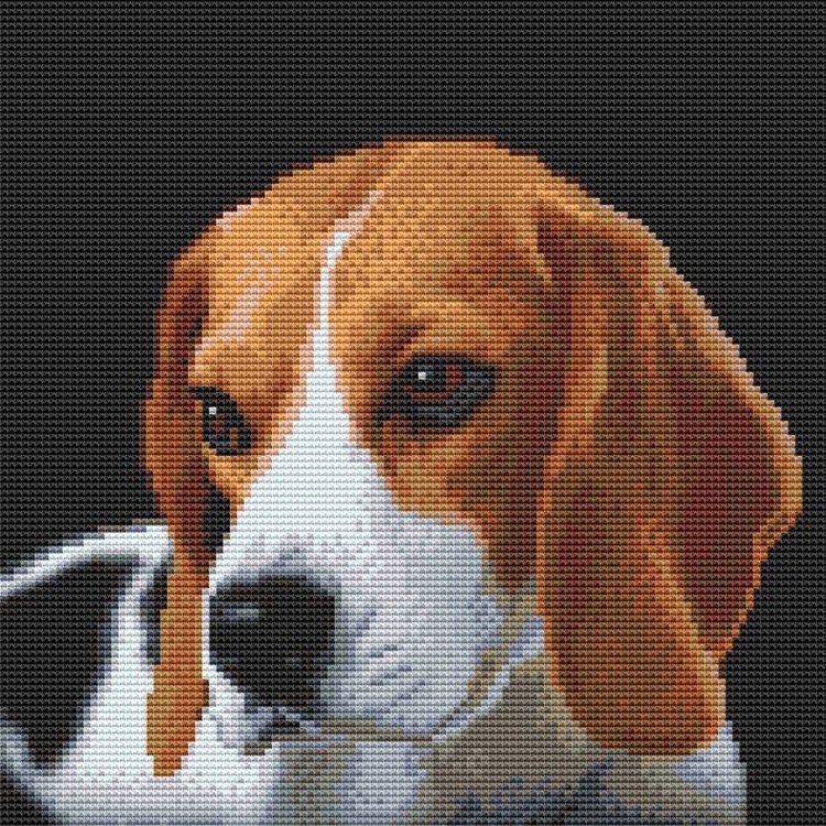 Порода собак Бигль