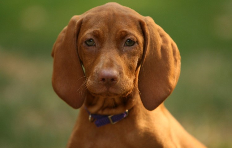 Редбон собака