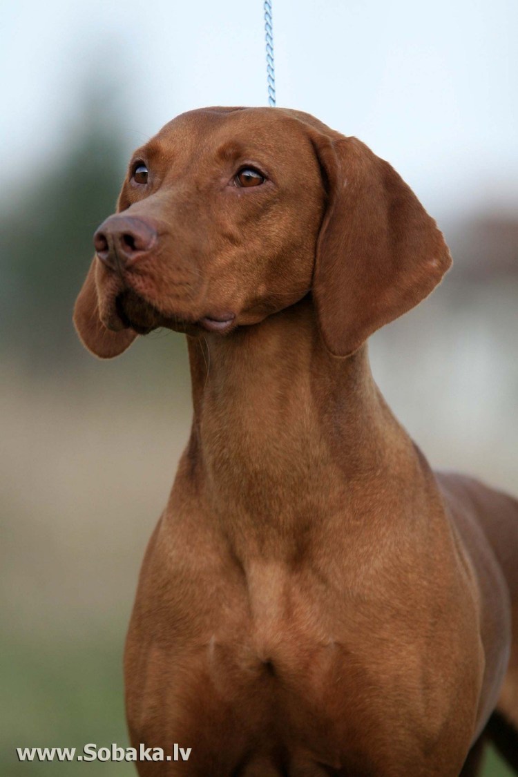 Венгерская легавая выжла