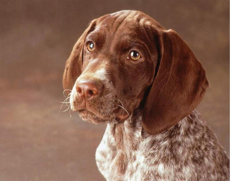 Курцхаар порода