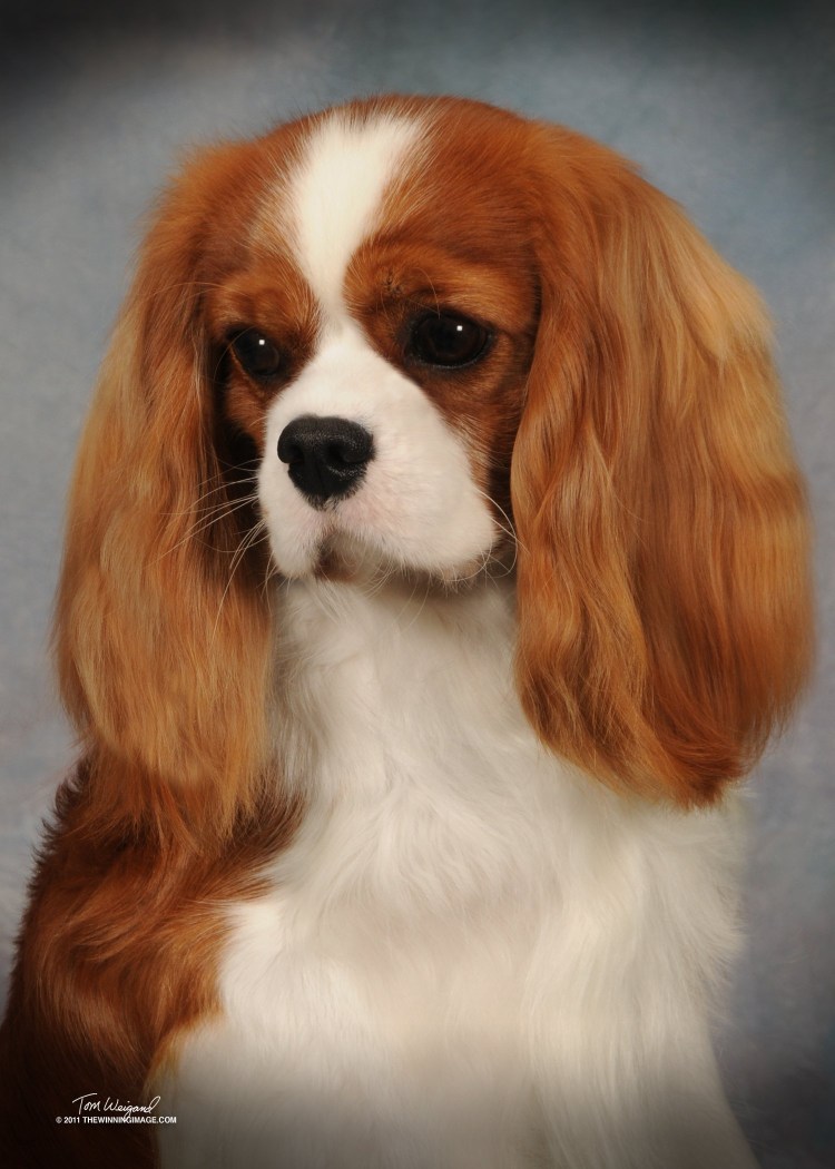 Кокер Чарльз Кинг спаниель