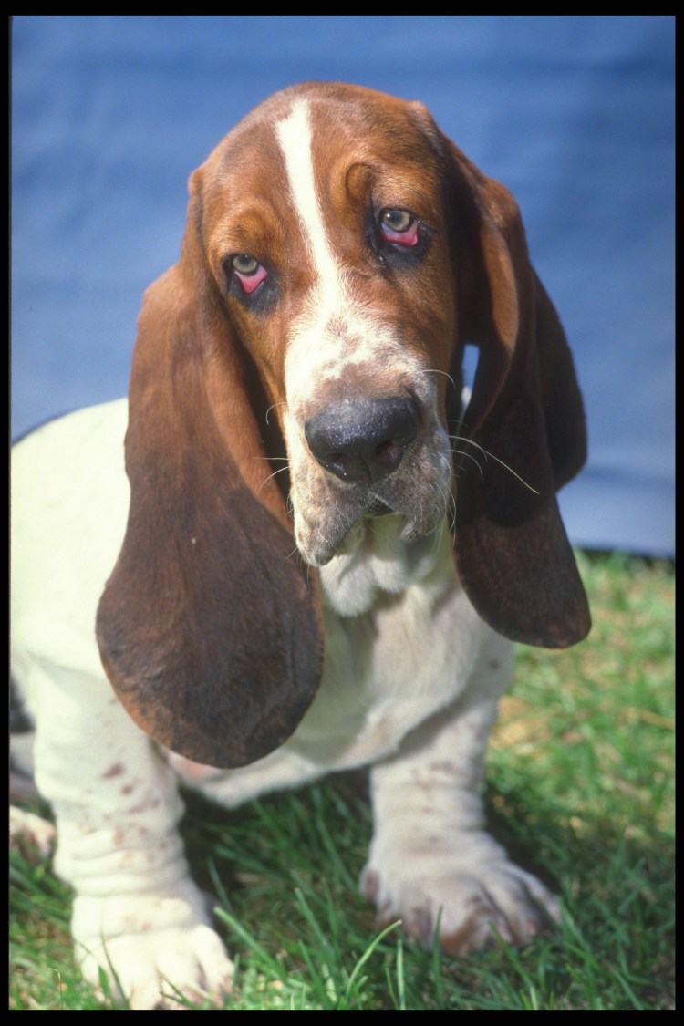 Бассет хаунд гончая