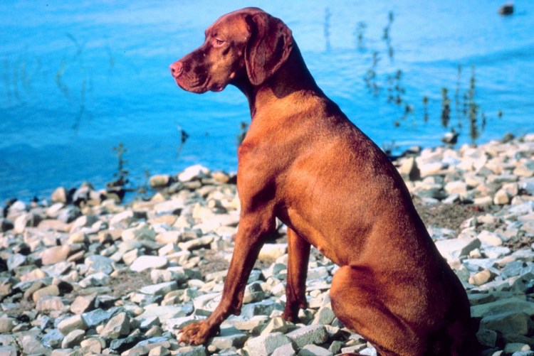 Собака охотничья