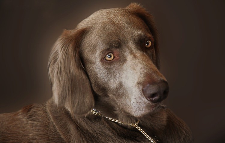 Порода собак ломбардов