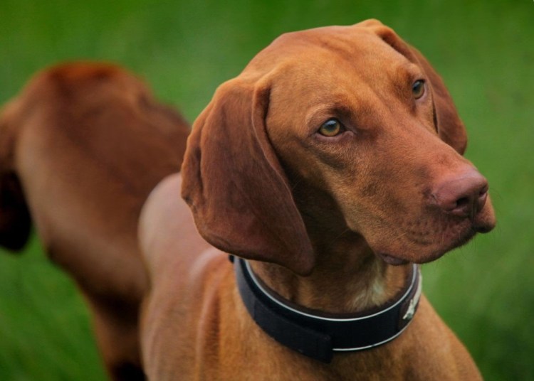 Венгерская легавая выжла