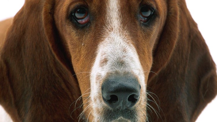 Бассет хаунд морда