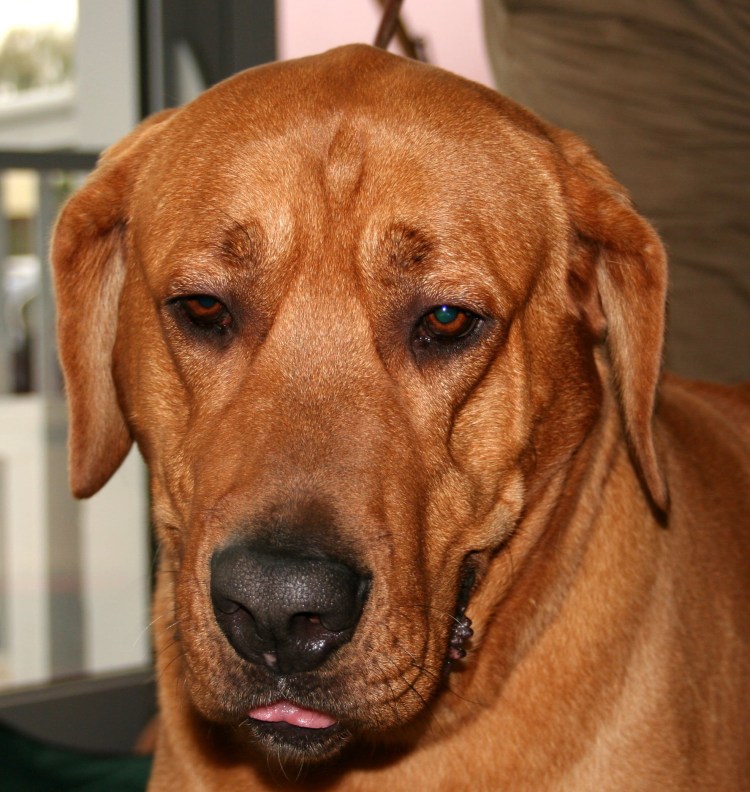 Датский брохольмер