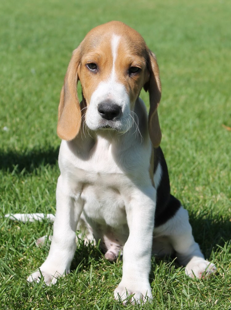 Бигль терьер гладкошерстный