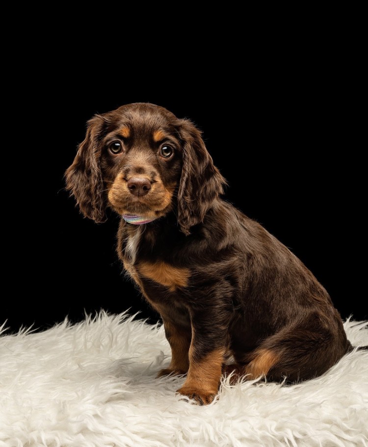 Кокер спаниель длинношерстный