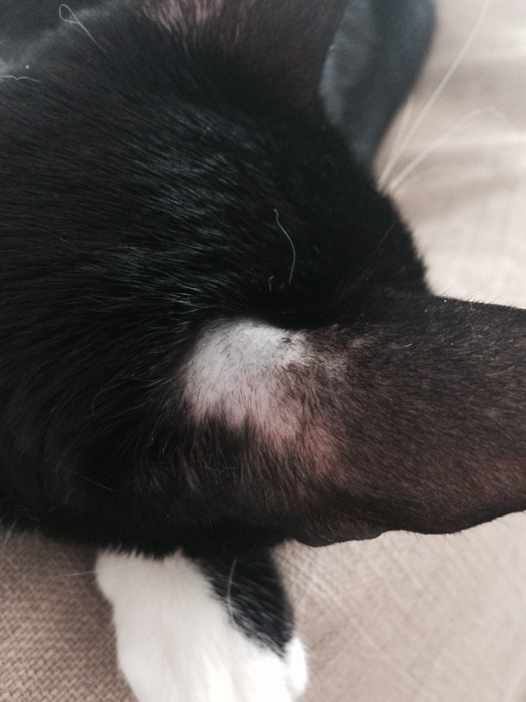 Залысина на ушке у кошки