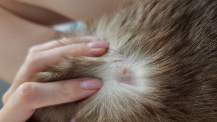 Кошачий лишай на теле человека