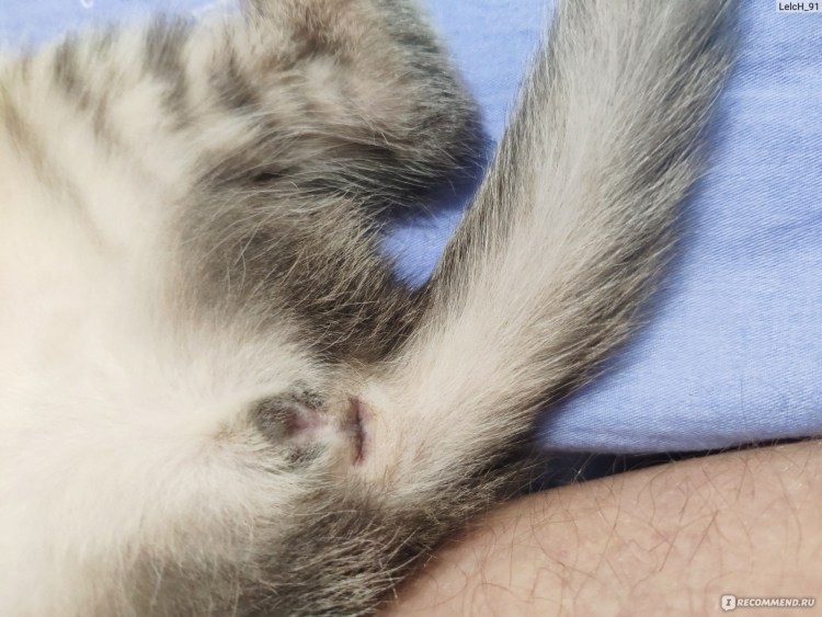 Кошачий лишай микроспория