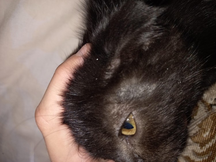 Кошачья шерсть в желудке человека