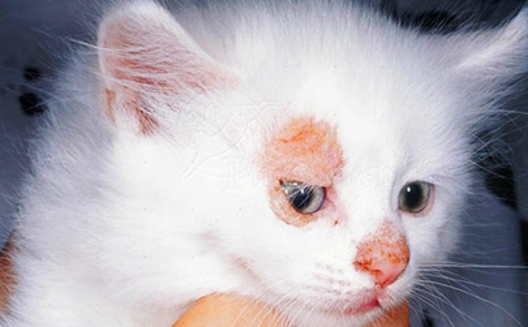 Лекарство от стригущего лишая для кота