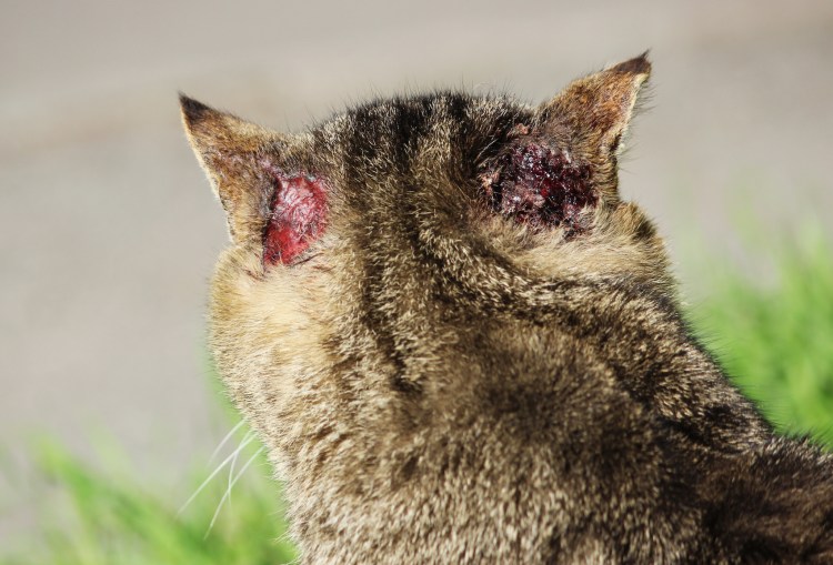 Дерматомикоз (стригущий лишай)