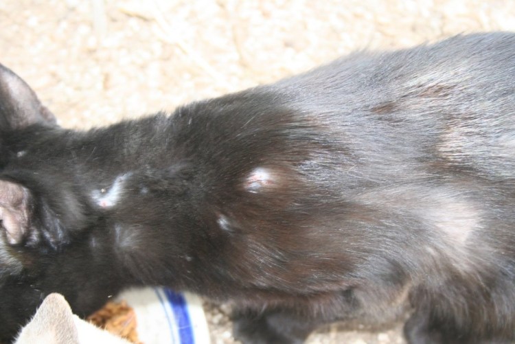 Черная шишка на коже у кота