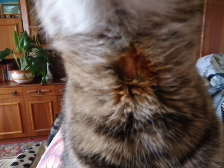 Отрубевидный лишай у кота на ушах