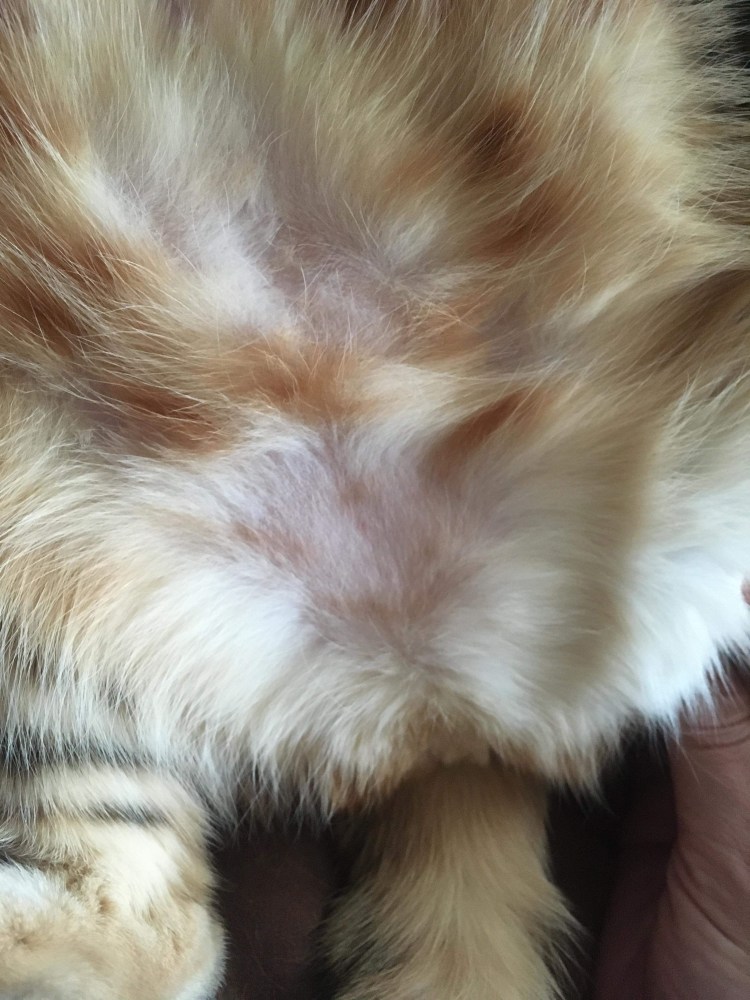 Кошка с перебитой лапой фото