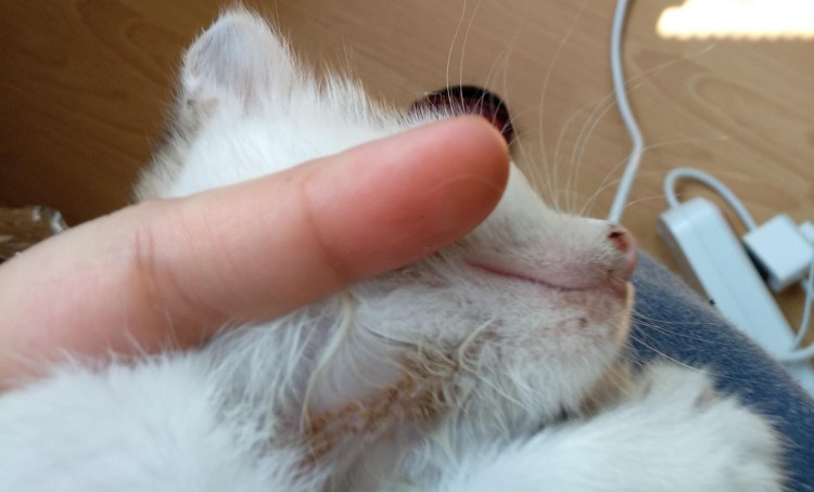 Кошачий лишай микроспория