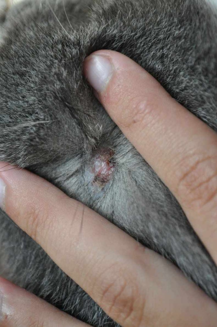 Стригущий лишай микроспория