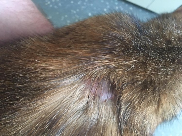 Нотоэдроз клещ кошачий