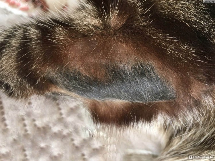 Микроспория (стригущий лишай) у собак