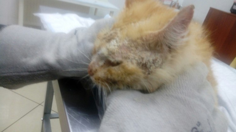 Эозинофильная гранулема у кошек