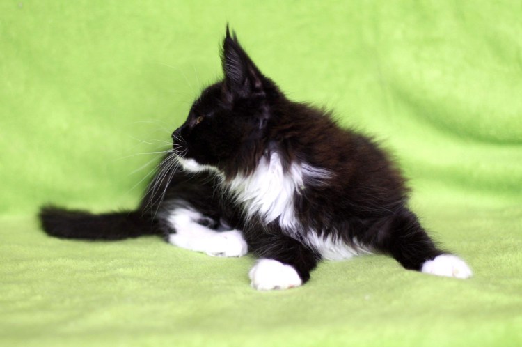 Черный биколор Мейн кун