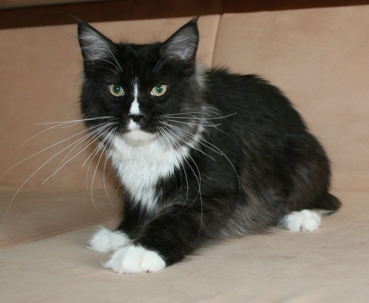 Мейн-кун черно-белый окрас кот