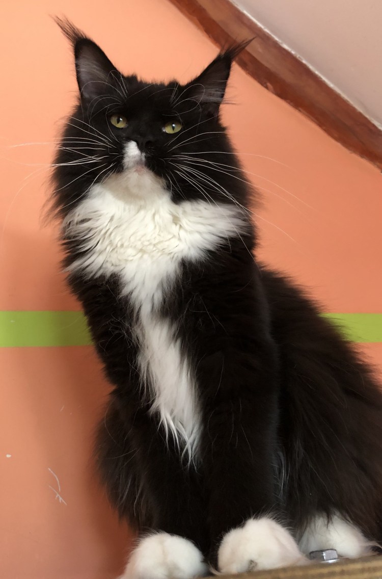 Мейн кун черный Солид с белым