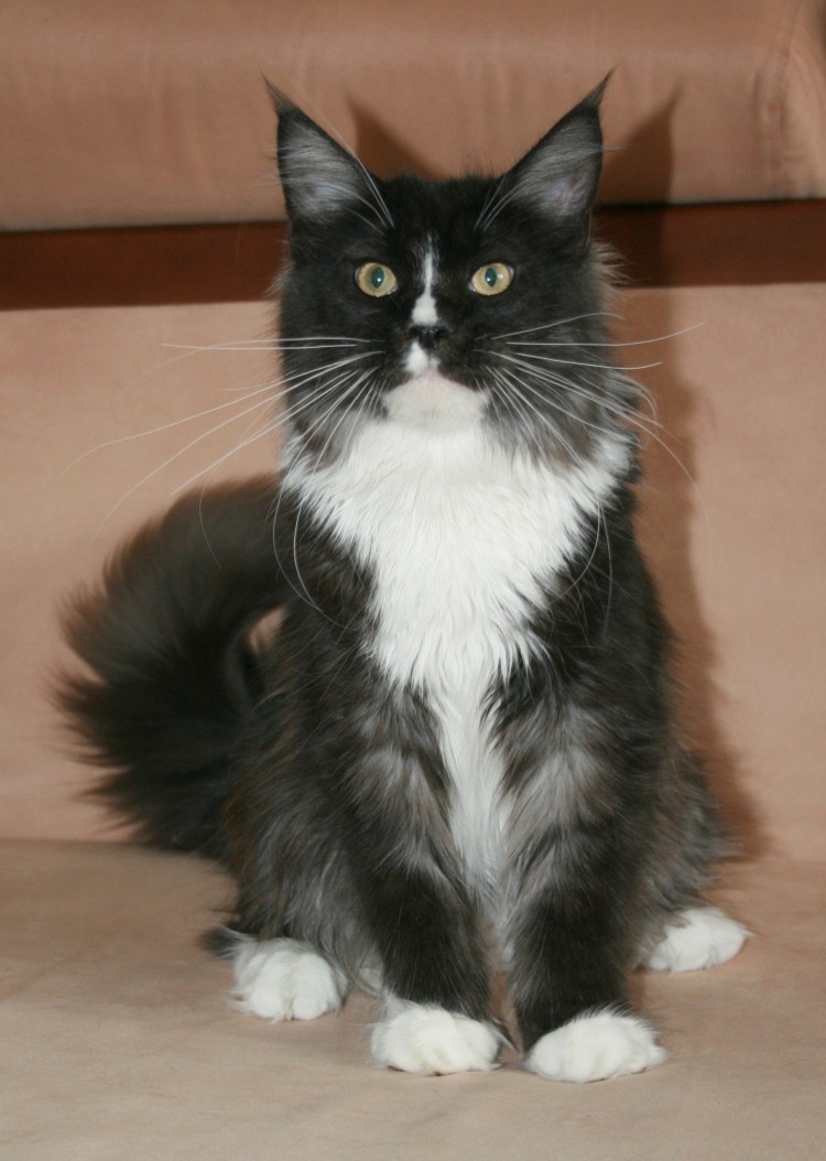 Котята Мейн кун