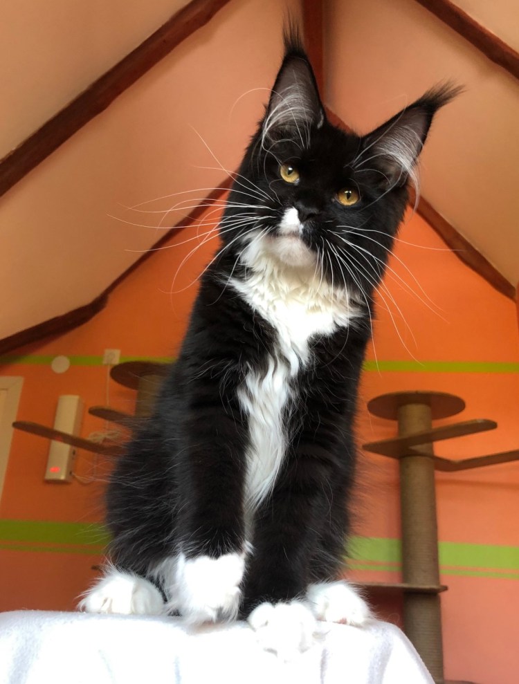 Черный биколор Мейн кун