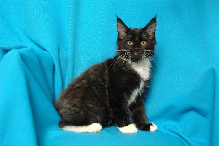 Черный биколор Мейн кун