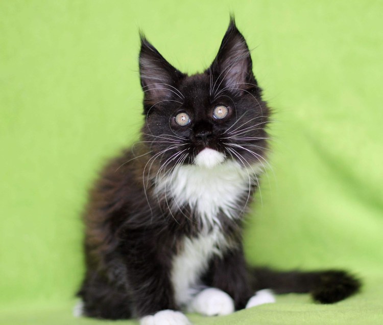 Мейн кун биколор черный с белым