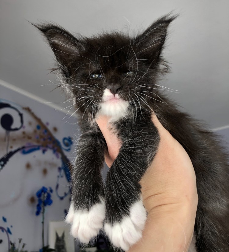 Черно белый Мейн кун котенок