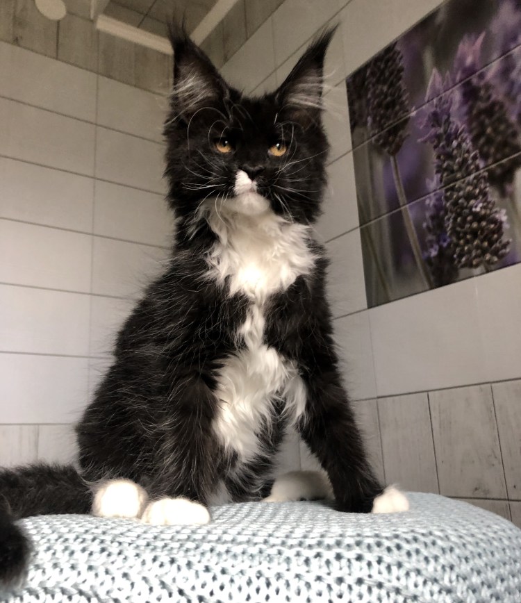 Мейкун кот черно белый