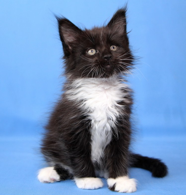 Черный биколор Мейн кун