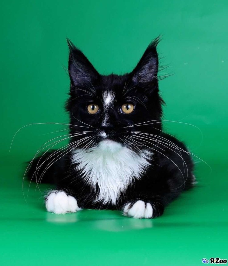 Мейн кун черный