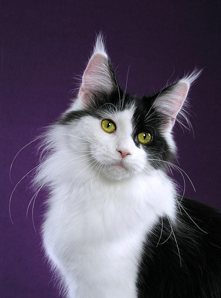 Черный биколор Мейн кун