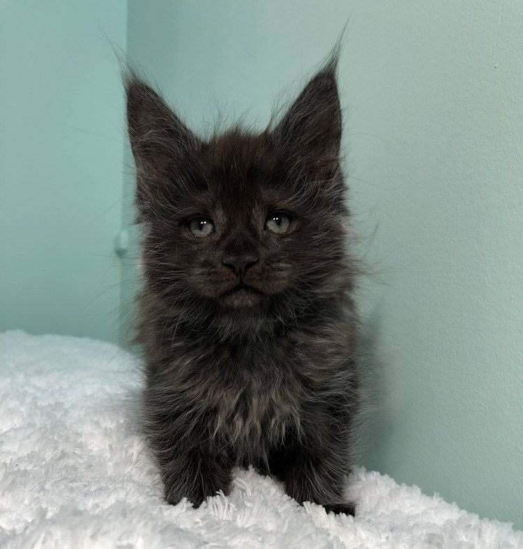 Мейн кун черный