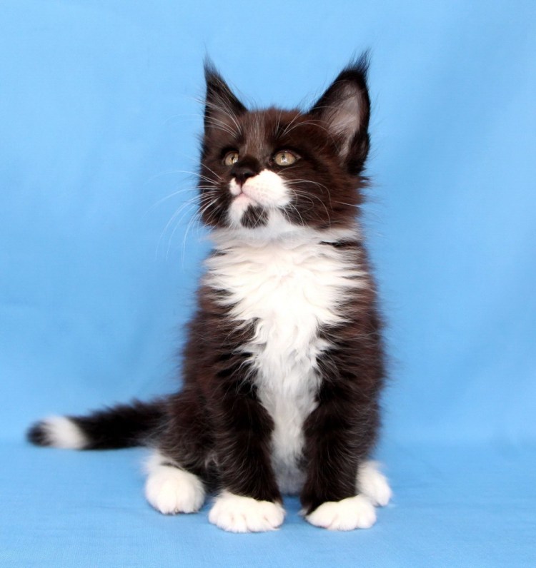 Черный биколор Мейн кун