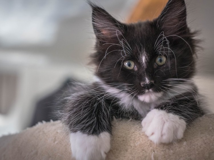 Черно белый Мейн кун котенок