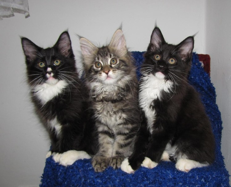 Короткошерстный Мейн кун черный